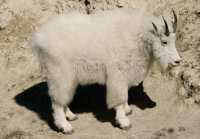 Rocky Mountain Goat, Jasper National Park 2009 CM11-008