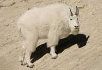 Rocky Mountain Goat, Jasper National Park 2009 CM11-009