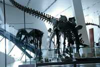 ROM Dinosaur Exhibit, Toronto, Ontario CM11-002