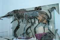 ROM Dinosaur Exhibit, Toronto, Ontario CM11-003