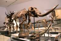 ROM Dinosaur Exhibit, Toronto, Ontario CM11-006