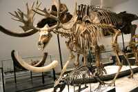 ROM Dinosaur Exhibit, Toronto, Ontario CM11-007
