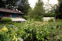 Rose Harbour, Susan"s Amazing Garden,  Gwaii Haanas National Park Reserve, Haida Gwaii, British Columbia, Canada CM11-06