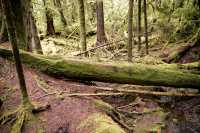Rose Harbour, Unfinished Haida Canoe, Gwaii Haanas National Park Reserve, Haida Gwaii, British Columbia, Canada CM11-04