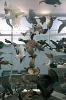 Royal Ontario Museum, (ROM), Birds Exhibit, Toronto, Ontario CM11-015