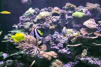 Royal Ontario Museum, (ROM), Tropical Fish, Toronto, Ontario CM11-014