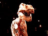 Royal Tyrrell Museum, Drumheller, Alberta, Canada 13