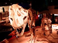 Royal Tyrrell Museum, Drumheller, Alberta, Canada 12