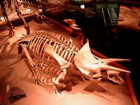Royal Tyrrell Museum, Drumheller, Alberta, Canada 11