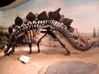 Royal Tyrrell Museum, Drumheller, Alberta, Canada 09