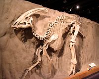 Royal Tyrrell Museum, Drumheller, Alberta, Canada 08