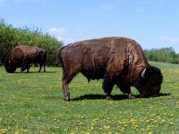 Along Highway Two, Saskatchewan, Canada  14 