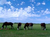 Along Highway Two, Saskatchewan, Canada  13 


