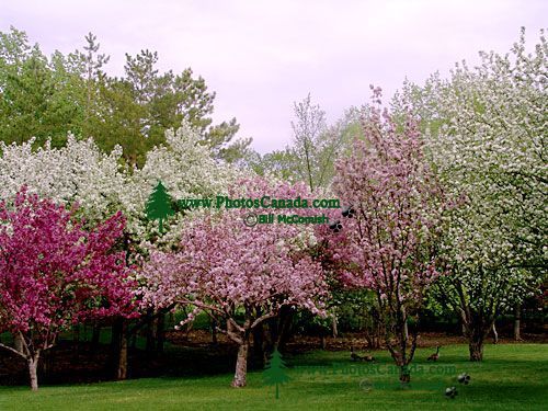 Wascana Park, Regina, Saskatchewan, Canada 08
