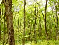 St. Josephs Island, Ontario, Canada 35
