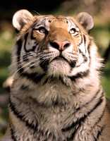 Siberian Tiger, Calgary Zoo, Alberta CM11-02