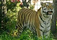 Siberian Tiger, Calgary Zoo, Alberta CM11-03