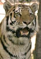 Siberian Tiger, Calgary Zoo, Alberta CM11-04