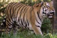 Siberian Tiger, Calgary Zoo, Alberta CM11-05
