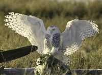 Snowy Owl, Boundary Bay, Delta, British Columbia, Canada CM11-003