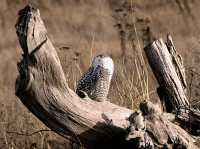 Juvenile Snowy Owl, Boundary Bay, Delta, British Columbia, Canada CM11-007