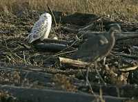 Snowy Owl, Boundary Bay, Delta, British Columbia, Canada CM11-008