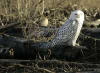 Snowy Owl, Boundary Bay, Delta, British Columbia, Canada CM11-009