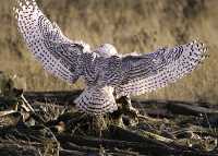 Snowy Owl, Boundary Bay, Delta, British Columbia, Canada CM11-010