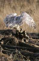 Snowy Owl, Boundary Bay, Delta, British Columbia, Canada CM11-011