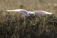 Snowy Owl, Boundary Bay, Delta, British Columbia, Canada CM11-012