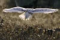Snowy Owl, Boundary Bay, Delta, British Columbia, Canada CM11-013