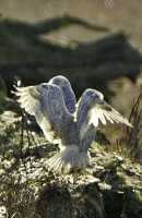 Snowy Owl, Boundary Bay, Delta, British Columbia, Canada CM11-014