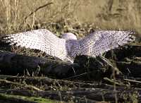 Snowy Owl, Boundary Bay, Delta, British Columbia, Canada CM11-015