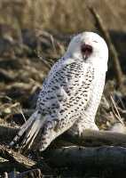 Snowy Owl, Boundary Bay, Delta, British Columbia, Canada CM11-016