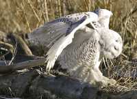 Snowy Owl, Boundary Bay, Delta, British Columbia, Canada CM11-017