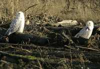 Snowy Owl, Boundary Bay, Delta, British Columbia, Canada CM11-018