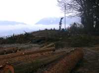 Stanley Park 2007 Wind Storm Damage 04