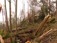Stanley Park 2007 Wind Storm Damage 08