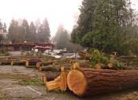 Stanley Park 2007 Wind Storm Damage 06