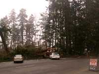 Stanley Park 2007 Wind Storm Damage 05