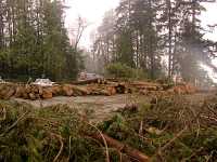 Stanley Park 2007 Wind Storm Damage 07