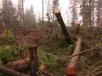 Stanley Park 2007 Wind Storm Damage 09