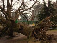 Highlight for Album: Stanley Park 2006-2007 Winter Storm Damage Photos