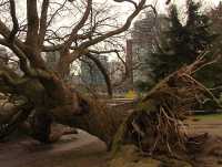 Stanley Park 2007 Wind Storm Damage 01