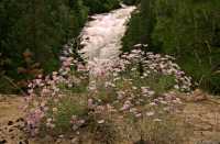 Stein Valley Provincial Park, British Columbia CM11-02