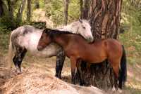 Grazing Horses along Texas Creek Road to Stein Valley, British Columbia CM11-06