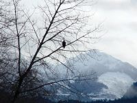 gallery_eagle_tree.jpg