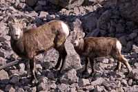 Stone Sheep and Lamb, Northern British Columbia, Canada CM11-01