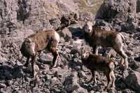 Stone Sheep, Northern British Columbia, Canada CM11-03