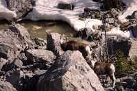 Stone Sheep and Lamb, Northern British Columbia, Canada CM11-04